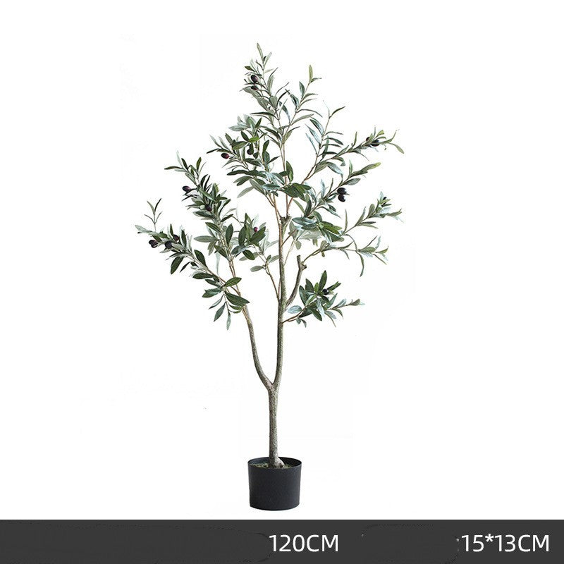 Olive Tree Indoor