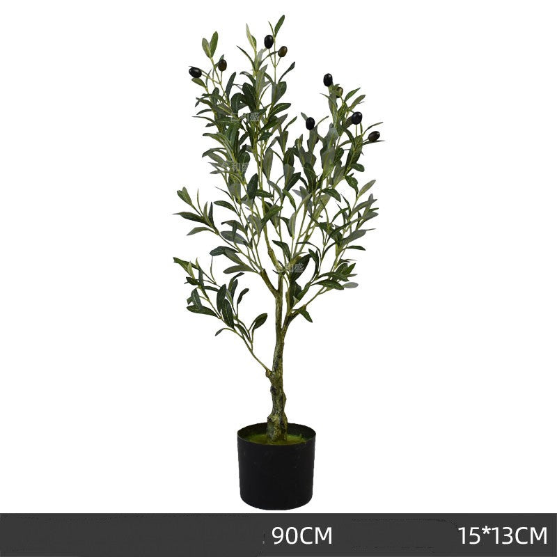 Olive Tree Indoor