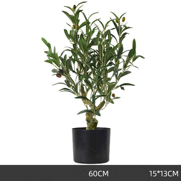 Olive Tree Indoor