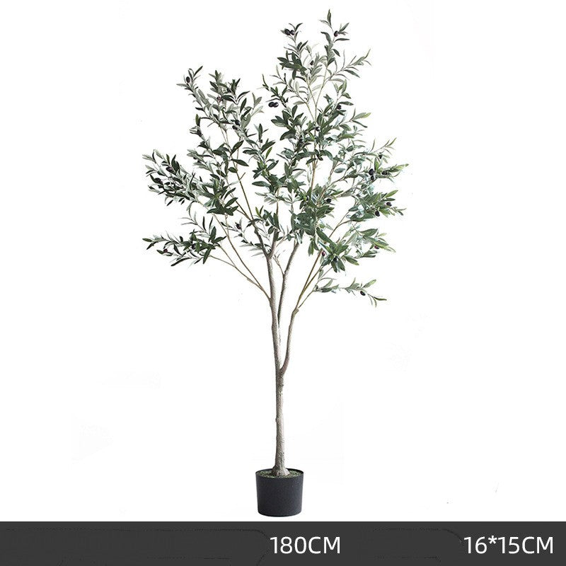 Olive Tree Indoor