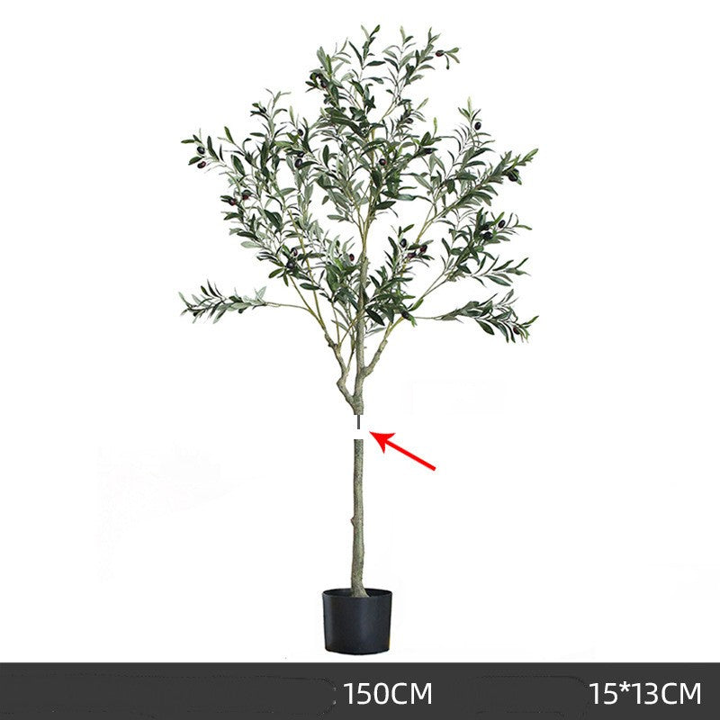 Olive Tree Indoor